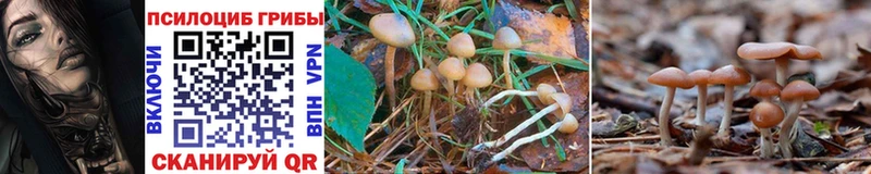 Псилоцибиновые грибы Psilocybine cubensis  Плёс 